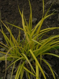 103257 CARELA01 11