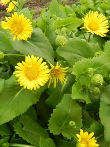 103502 DORORI02 11