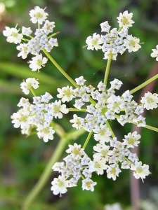 117604 CUMCUM00 11