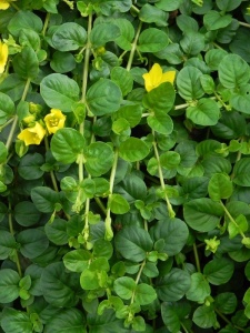 120557 LYSNUM00 11