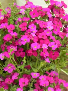120592 AUBGRA04 12