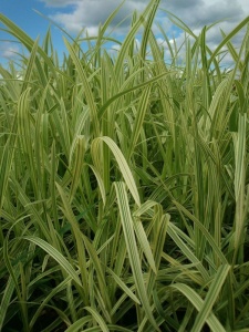 125634 GLYMAX01 11