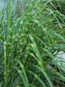 126812 MISSIN09 11