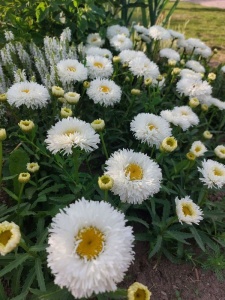 156480 LEUMAX03 12
