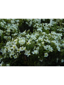 189161 AREMON01 12