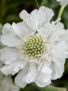 65058 SCACAU01 11