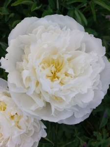74964 PAELAC17 13
