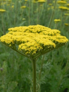 75201 ACHFIL01 11