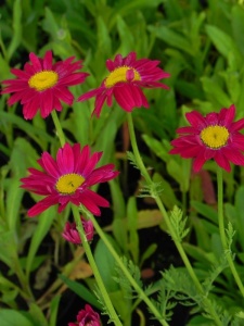 85404 CHRCOC01 11