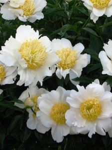 88606 PAELAC06 11