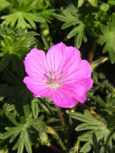 93060 GERSAN01 12