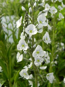 95769 VERGEN00 12