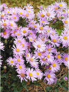 ASTAME04 11