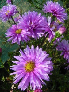 ASTBEL01 15