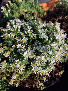 ASTERI02 11