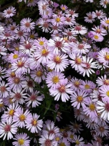 ASTERI04 11