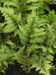 ATHNIP01 16