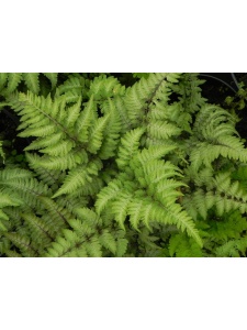 ATHNIP01 17