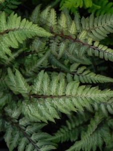 ATHNIP02 11