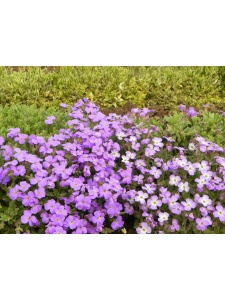 AUBCUL01 15
