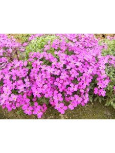 AUBCUL04 14