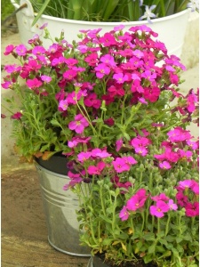 AUBGRA04 14