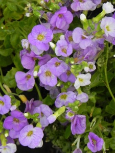 AUBGRA05 14