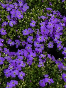 AUBGRA05 18