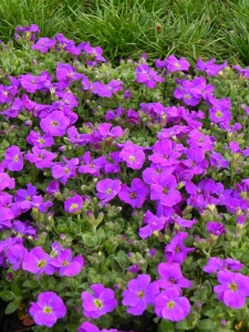 AUBGRA08 16