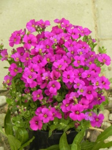 AUBGRA09 11