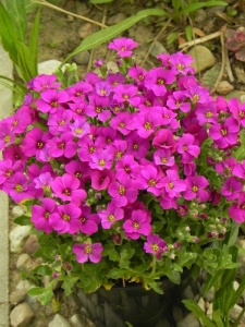 AUBGRA09 12