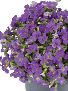 AUBGRA11 11