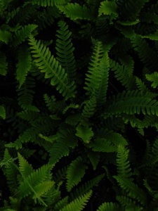 BLESPI00 17