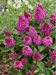 BUDDAV04 11