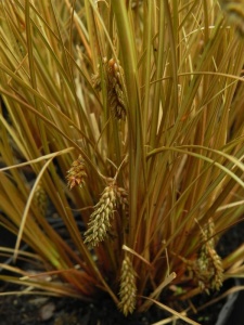 CARFLA00 14