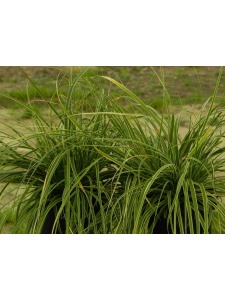 CAROSH03 15