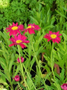 CHRCOC01 14