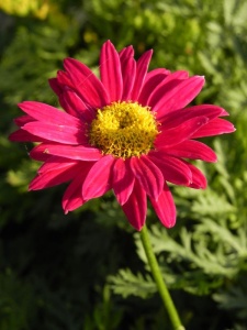 CHRCOC01 15