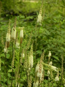 CIMRAC01 14