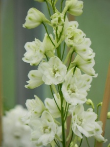 DELCUL03 15