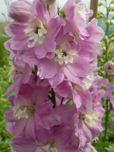 DELCUL05 17