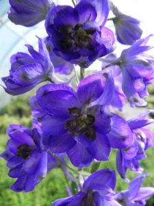 DELCUL06 15