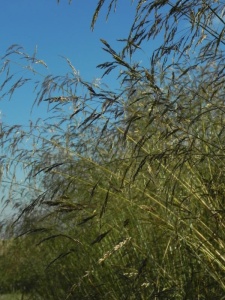 DESCAE00 14