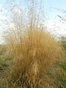 DESCAE00 15