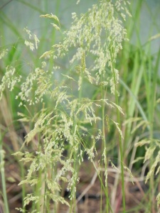 DESCAE01 15