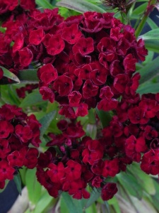 DIABAR04 15