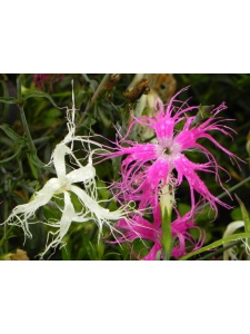 DIAISE01 15