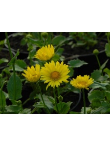 DORORI04 12