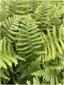 DRYAFF00 11
