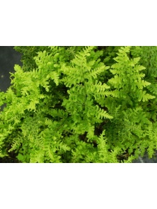 DRYAUS01 14